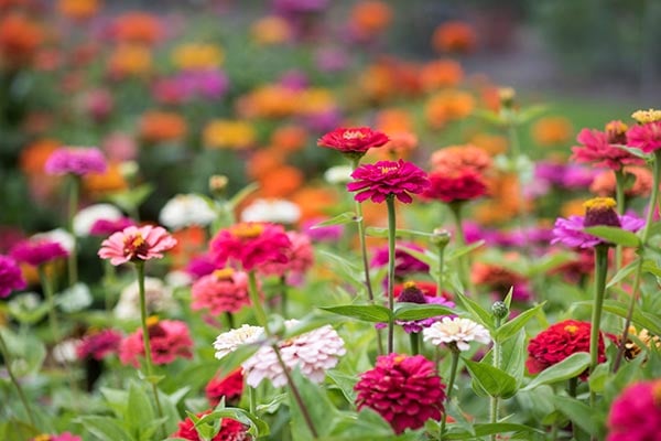 How To Grow Zinnia Rhs