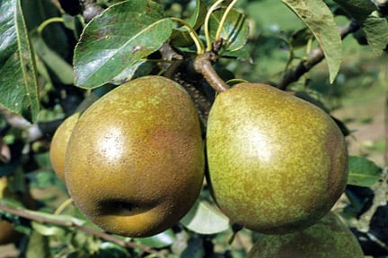 Pyrus communis (pear) 'Doyenné du Comice'. Credit: RHS Herbarium.