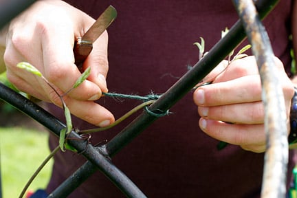Tying in clematis stems