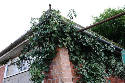 Ivy on house walls and in gutters