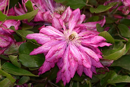 Enjoy two flushes of flowers from Clematis 'Kaen' with proper pruning. Credit: RHS/Tim Sandall.
