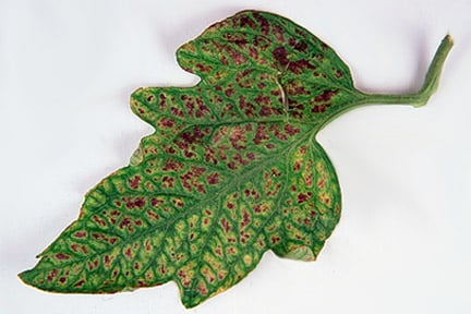 Tomato leaf showing magnesium deficiency. Credit:RHS/Tim Sandall. 