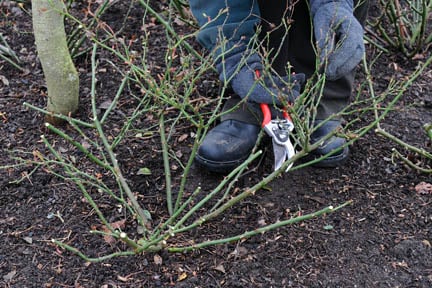 Pruning a ground cover rose.