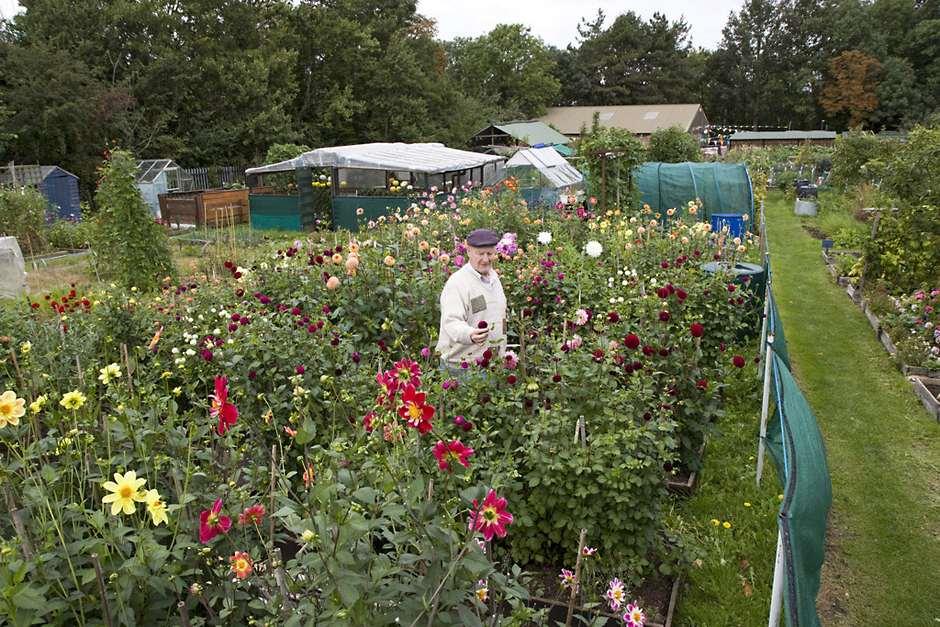 My Wildlife Allotment: Sowing my annual flower patch