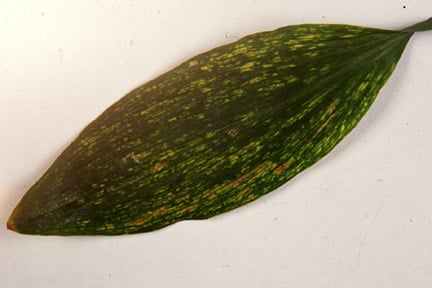 Sweet pea leaf showing symptoms of virus infection. Image: RHS, Horticultural Science