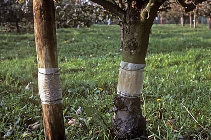Grease bands used against Winter moth (<i>Operophtera brumata</i>) where it is a reoccurring problem on Apple (<i>Malus</i>). Credit: RHS/Entomology.