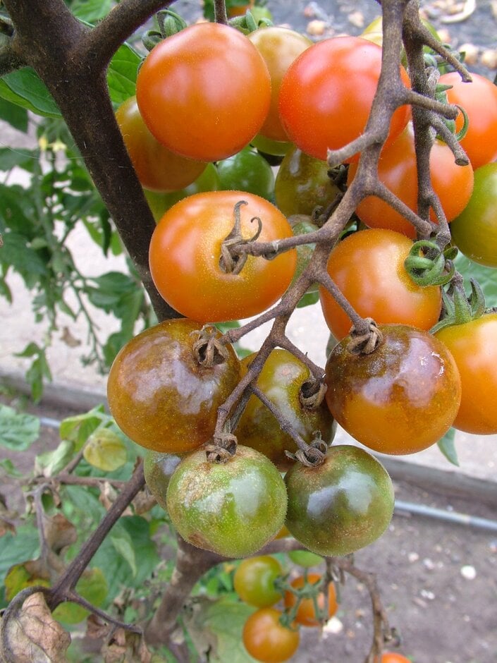 Tomato blight affecting a fruit cluster