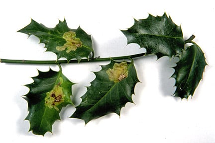 Holly leaf miner (Phytomyza ilicis) on Holly (Ilex aquifolium). Credit: RHS/Entomology.