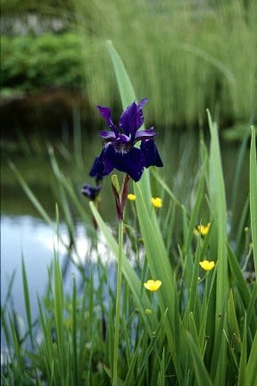 Select from the wide array of beautiful plants that thrive in and around ponds 