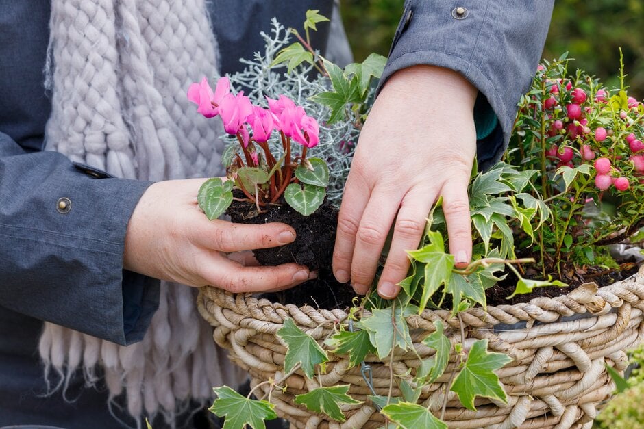 Planting up a hanging basket for winter interest – adding flowering cyclamen next to trailing ivy
