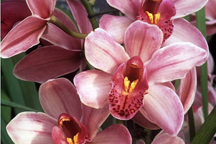 Discover cymbidium orchids
