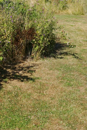 Lawns: dry patch