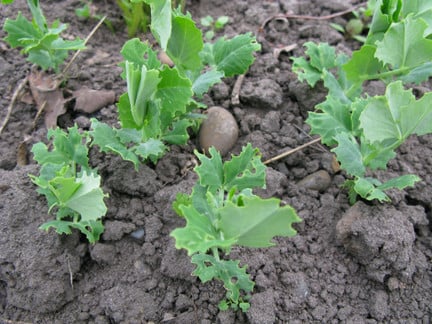 Pea and bean weevil adult damage on broad beans