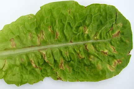 Downy mildew on lettuce