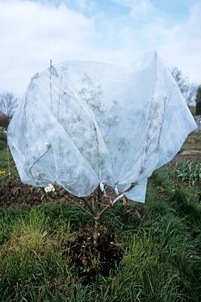A layer of fleece protecting the blooms from frost in spring.