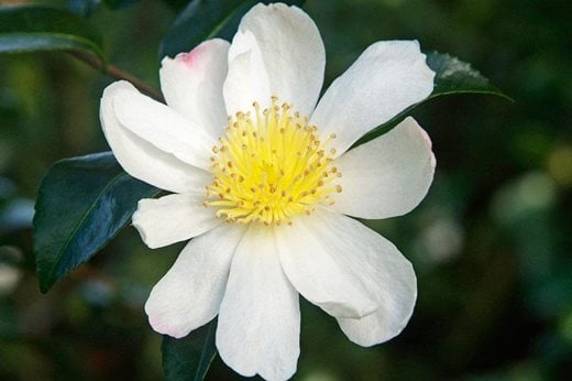 Camellia Narumigata