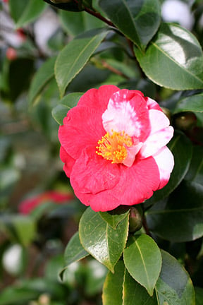 Camellia flower showing mutation.