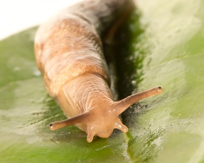 10 Fun Facts About Slugs / RHS