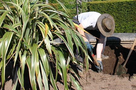 Moving a large Phormium. Image: Stephen Record/RHS