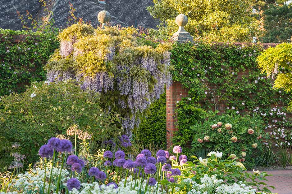10 Creepers to Beautify Your Home and Garden