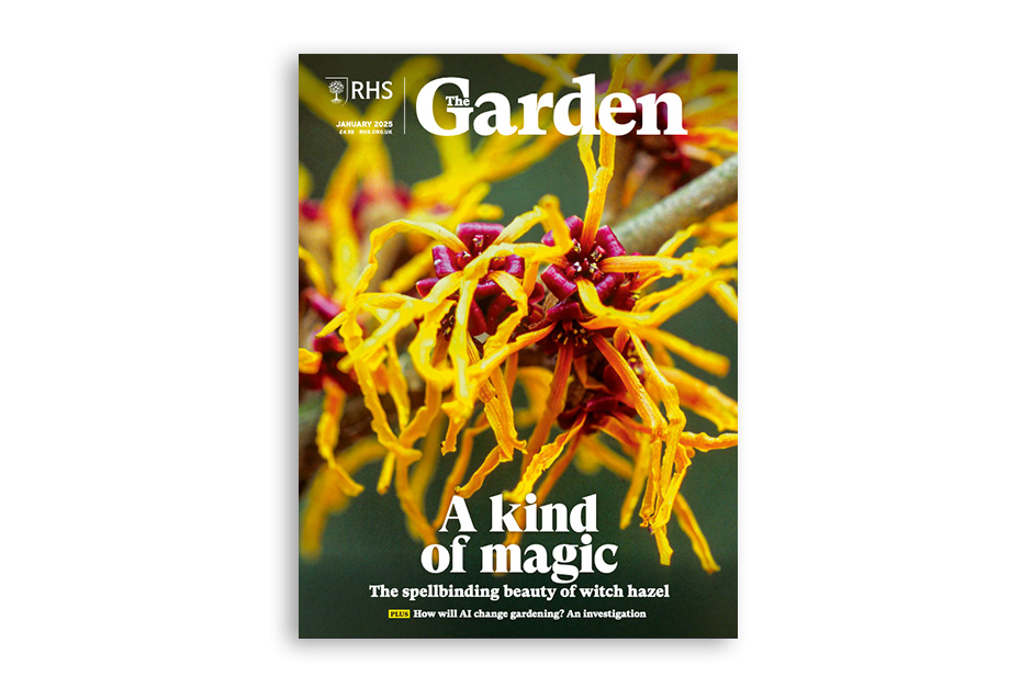 Stave off the winter gloom with the spellbinding beauty of supremely hardy Hamamelis. Explore AI and gardening and whether it is time to embrace this momentous technological innovation. Discover the tale of Corylus avellana ‘Contorta’ and the man who made it famous. See four experts’ picks for top everlasting blooms for growing and drying. Visit the garden at Wiltshire’s Iford Manor – a magical sanctuary steeped in history.Available for members on RHS The Garden app.