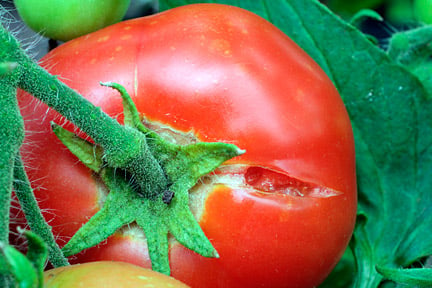 Cracking in tomatoes is caused by fluctuating moisture levels in compost. Image: ©Garden World Images