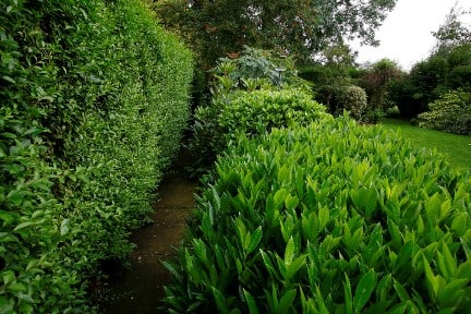 Evergreen shrubs RHS/Neil Hepworth