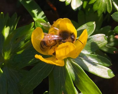 Bee-friendly Winter Plants For Your Garden / RHS