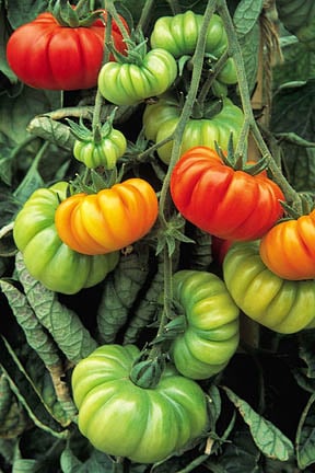 RHS Trials Wisley Tomato 'Costoluto Fiorentino' Beefsteak. Credit: Tim Sandall/RHS The Garden.