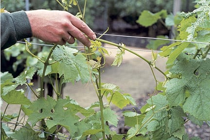 Grapevines can be trained along horizontal wire supports (photo: RHS/Tim Sandall)