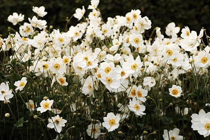 White flowers such Anemone brighten up shade 
