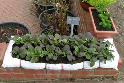 Herbs and salad leaves: growing in grow-bags