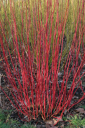 Cornus Rhs Gardening