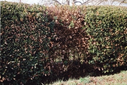 Phyllosticta dieback on a holly hedge