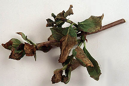 Brown leaves. Image RHS/John Trenholm