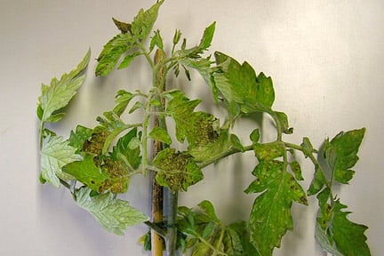 Tomato plants affected by virus show mosaic patterns on leaves. Image: RHS, Horticultural Science