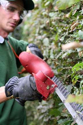 Trimming a hornbeam hedge, cutting from the bottom upwards