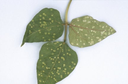 Runner and French bean rust - white spore pustules are the first to appear.