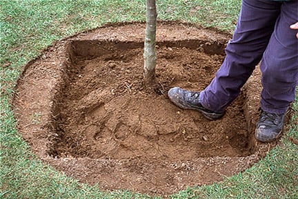 Planting a tree in winter.