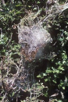 Brown-tail moth / RHS Gardening