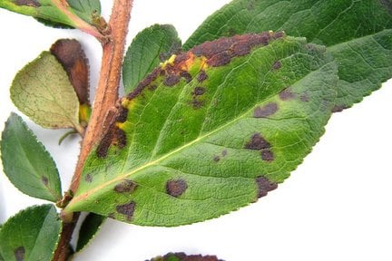 Escallonia leaf spot