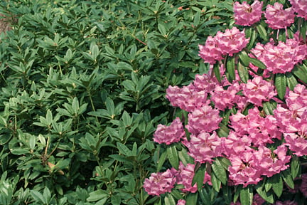 A non-flowering rhododendron next to its blooming neighbour. Credit: RHS Advisory.