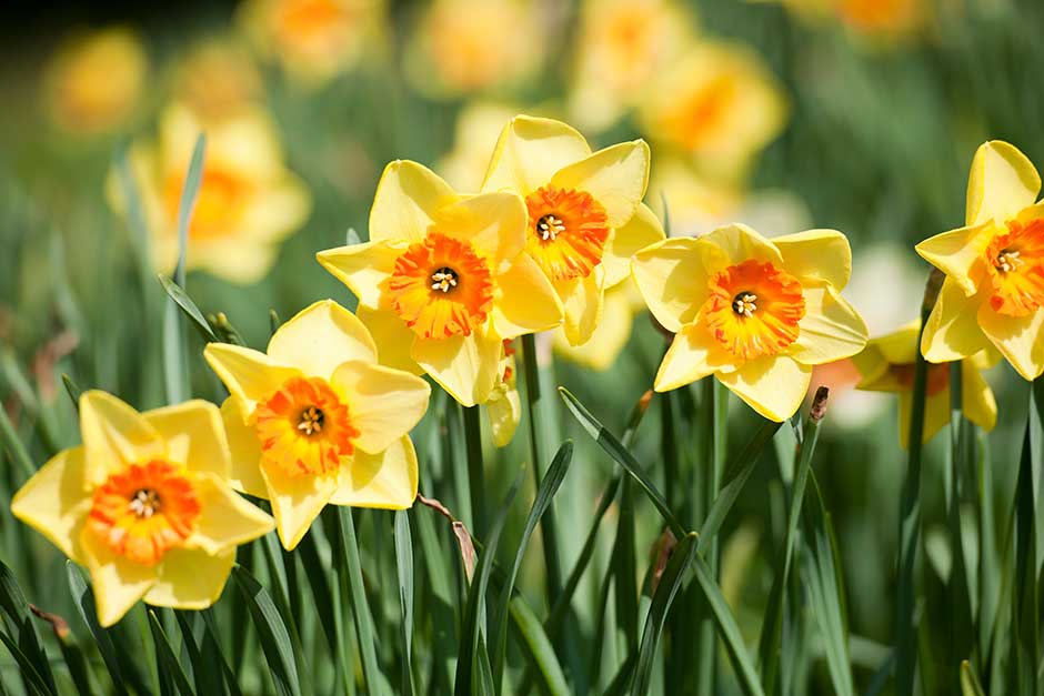 How To Grow Daffodils Rhs Gardening