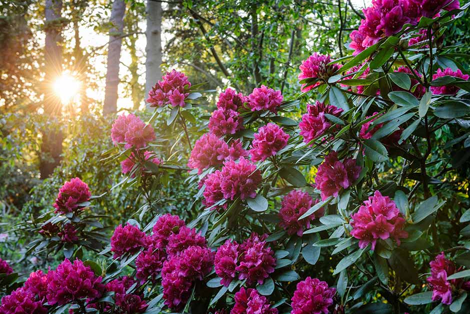 How to grow rhododendrons /
