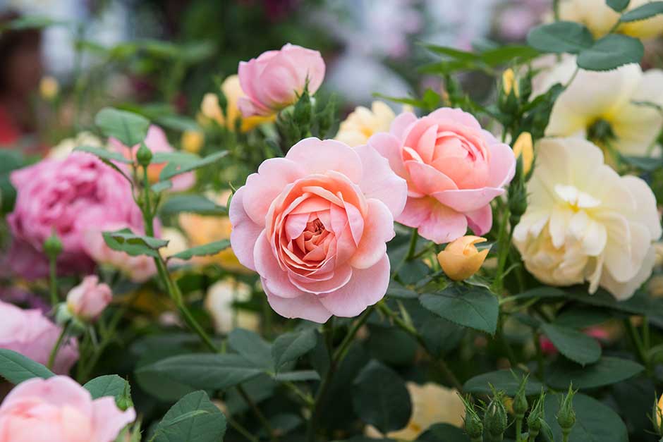 Create a Beautiful Rose Garden