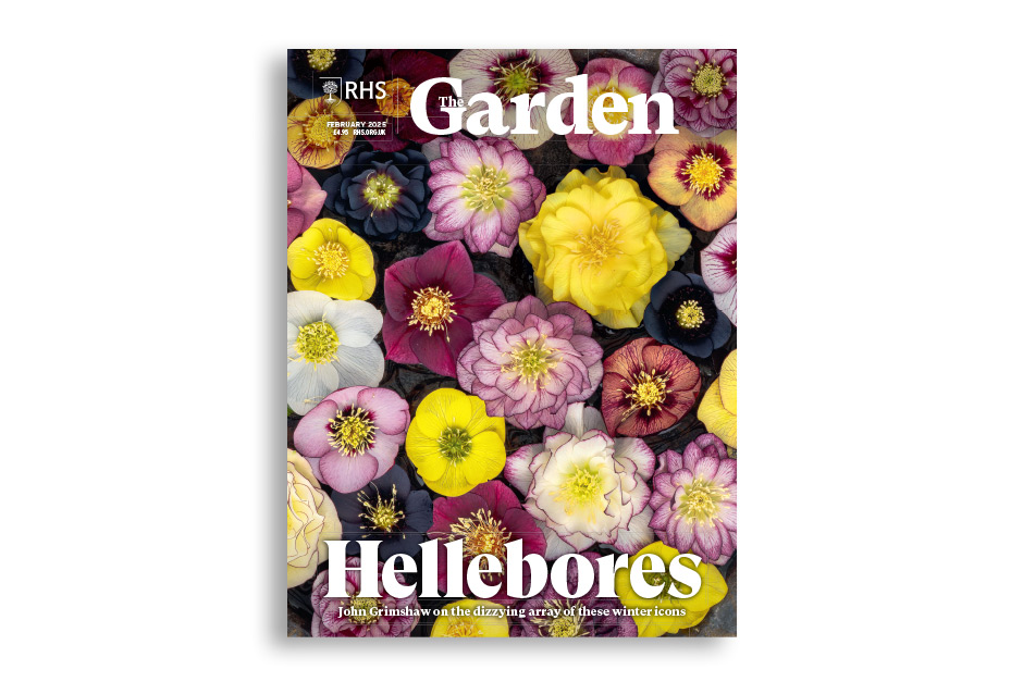 Discover how extraordinary breeding has made hellebores into winter icons. Transform woody plants into amazing forms with a little creative pruning. Travel back four centuries to the tale of John Parkinson’s Narcissus ‘Telamonius Plenus’. See how Jonny Balchandani has taken the idea of bringing the outside in, to staggering extremes. Get four salad lovers recommendations for alternatives to lettuces. Visit an Essex garden, with hidden paths that lead visitors on a journey of their own devising.Available for members on RHS The Garden app.