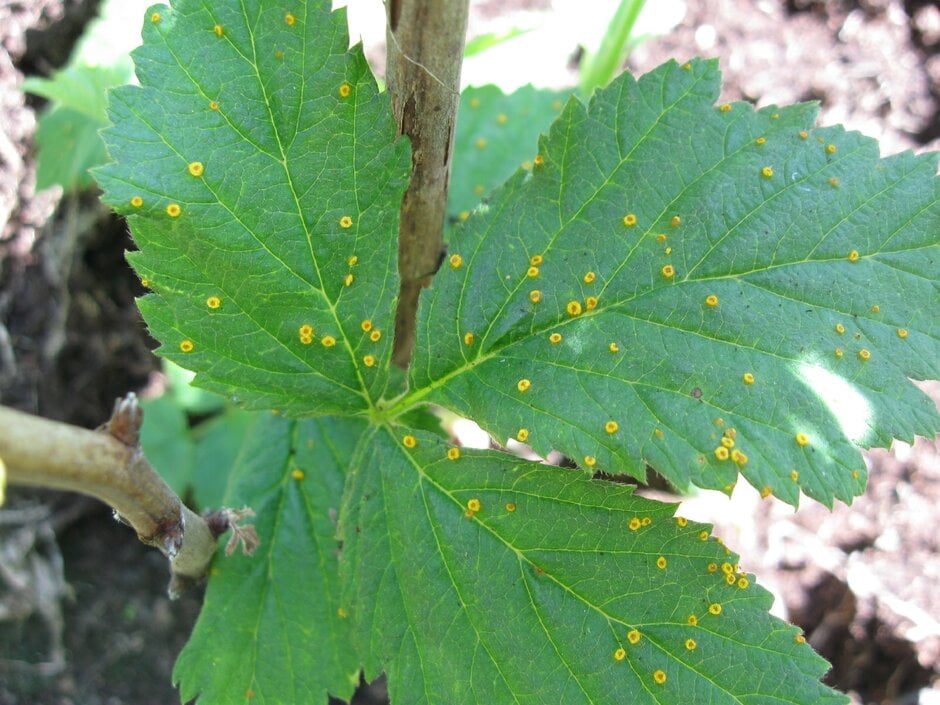 Raspberry rust, spring symptoms. Image: John Scrace
