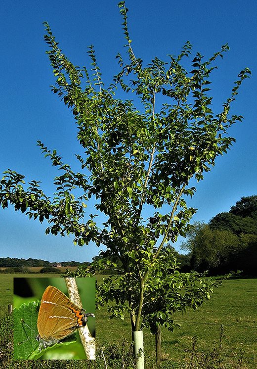 Ulmus ‘Wingham’ and the White-letter Hairstreak butterfly