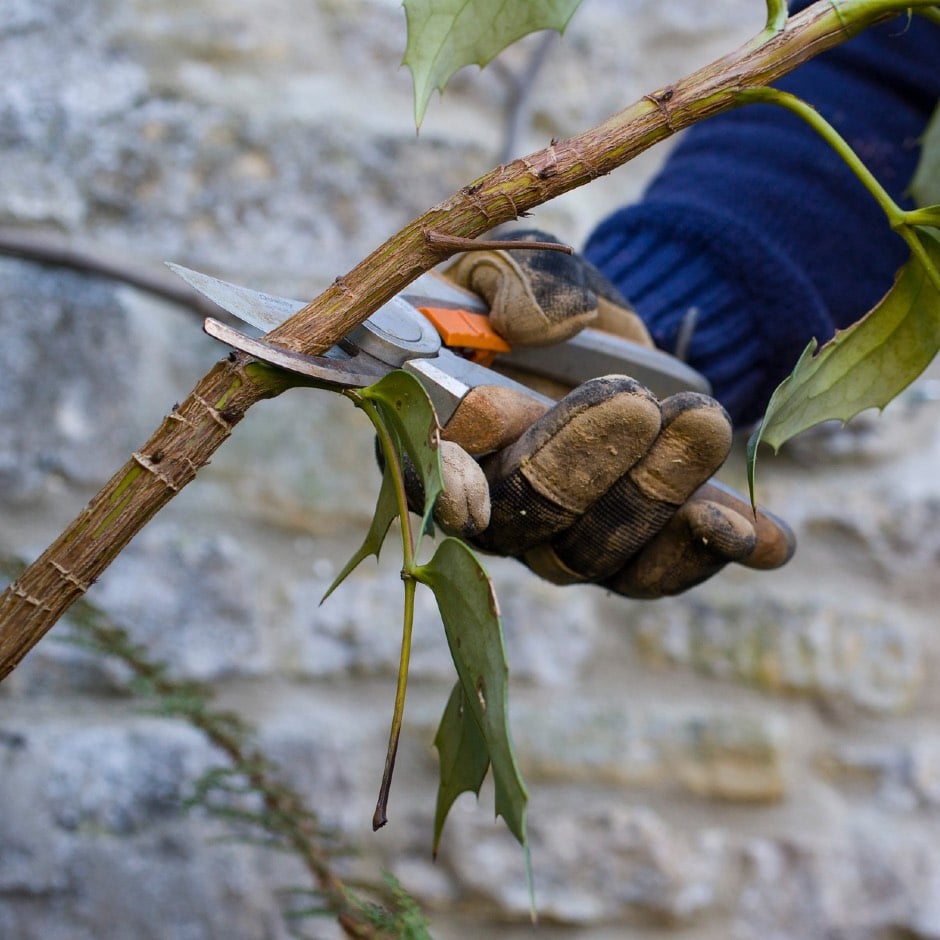 Pruning keeps your plants compact