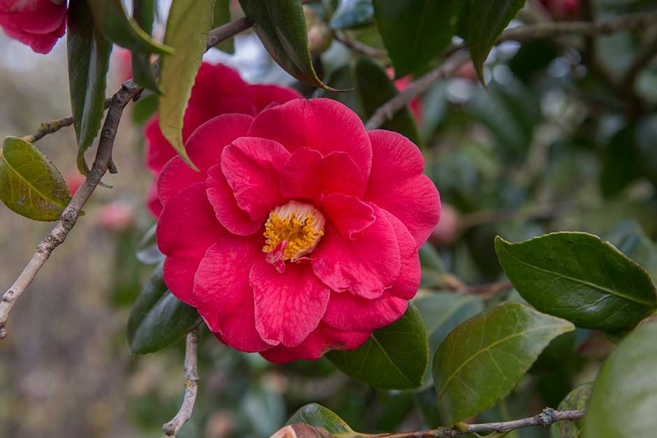 Discover camellias